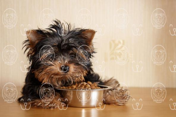 مشخصات قابل توجه خوراک کنسروی سگ گارد