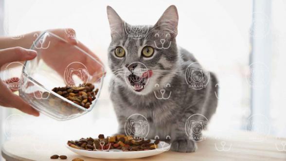 3 نکته در مورد خوراک طعم دار گربه