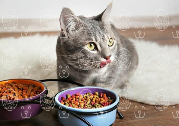 3 نکته در مورد کنسرو غذا خشک گربه