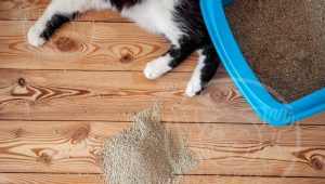 فروشندگان خاک بستر گربه