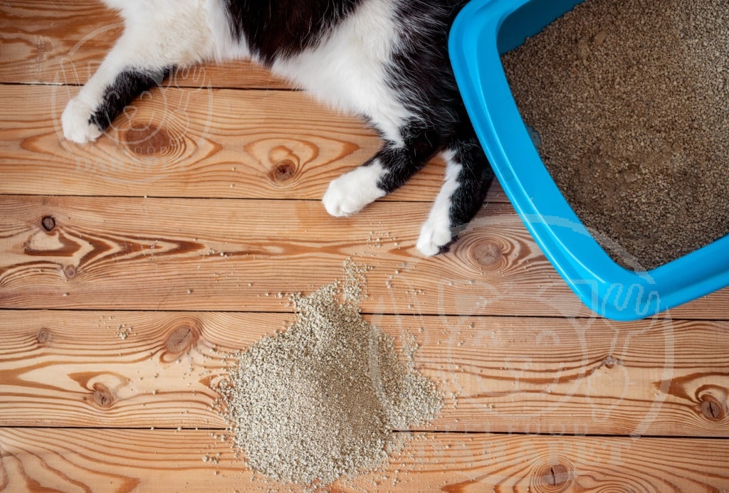 فروشندگان خاک بستر گربه