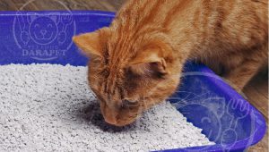خرید خاک بستر گربه عطری