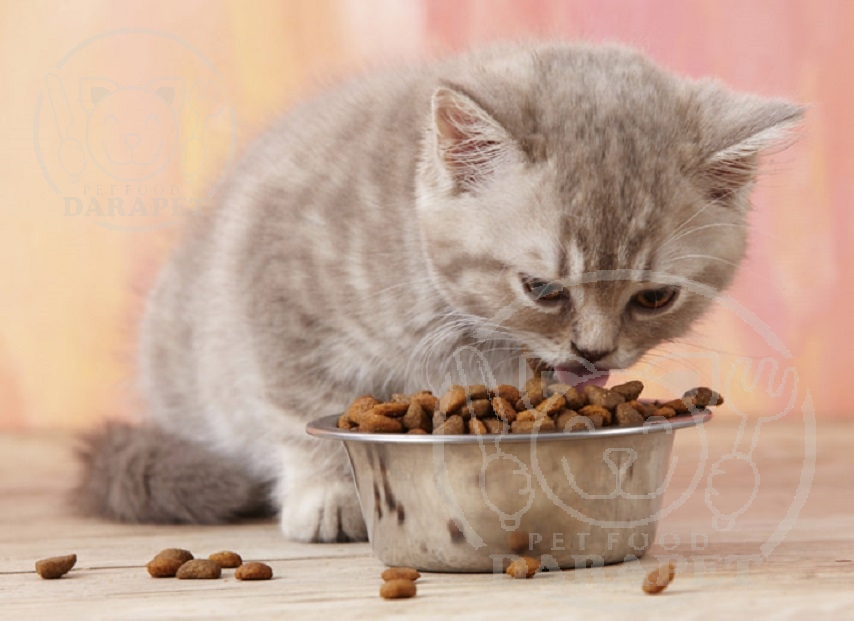 روش استفاده غذای بچه گربه