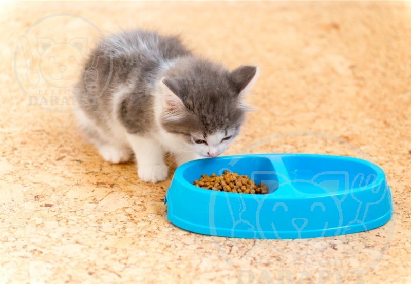 اهمیت استفاده غذای بچه گربه 