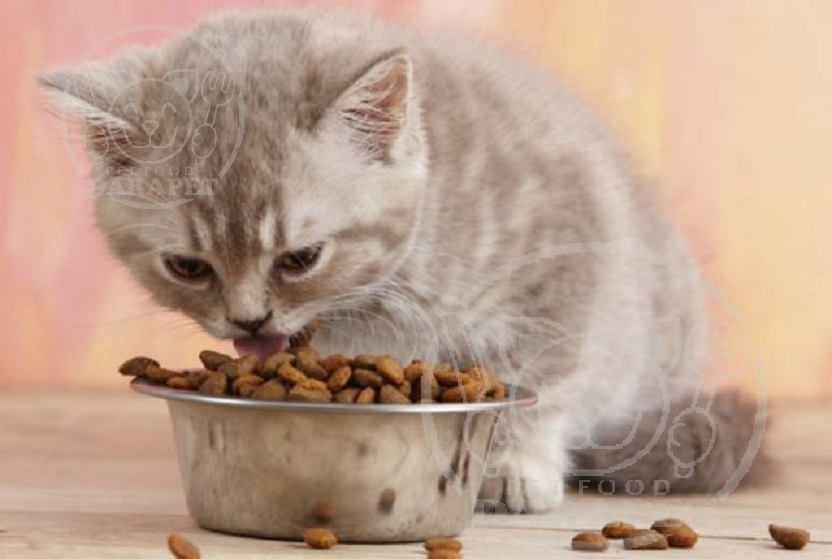  اهمیت مصرف غذای بچه گربه