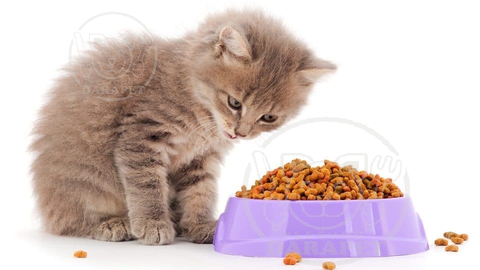 توزیع کننده غذای بچه گربه 6 ماهه