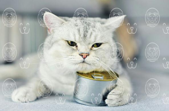 صادرات عمده کنسرو غذا گربه