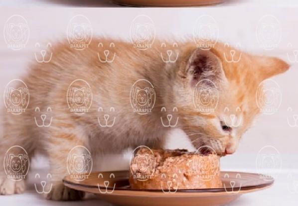 آنچه باید از کنسرو غذای گربه بدانید