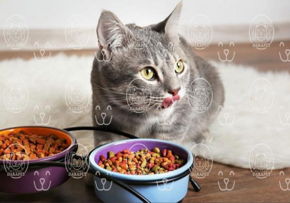 5 ویژگی مهم کنسرو طعم گوشت گربه