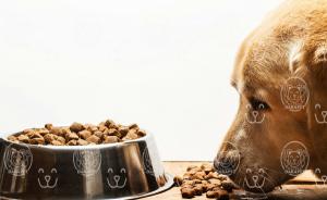 قیمت‌گذاری رقابتی غذای سگ نگهبان