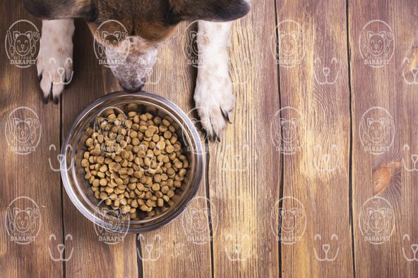 خصوصیات مهم کنسرو غذا سگ بالغ