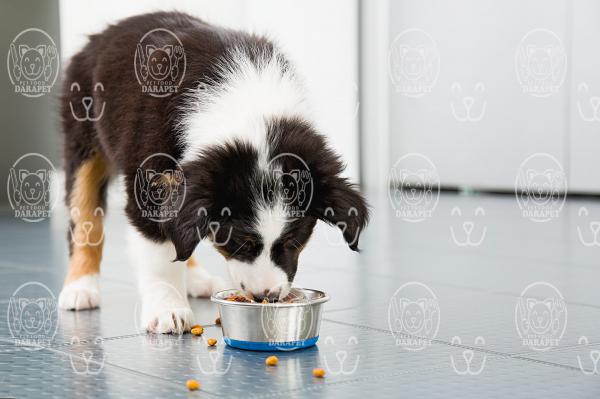 کنسرو غذا سگ نگهبان چه ویژگی هایی دارد؟