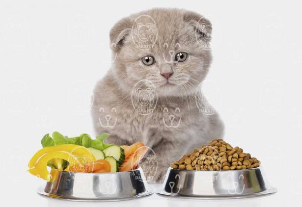 باکیفیت ترین انواع خوراک کنسروی گربه کدامند؟