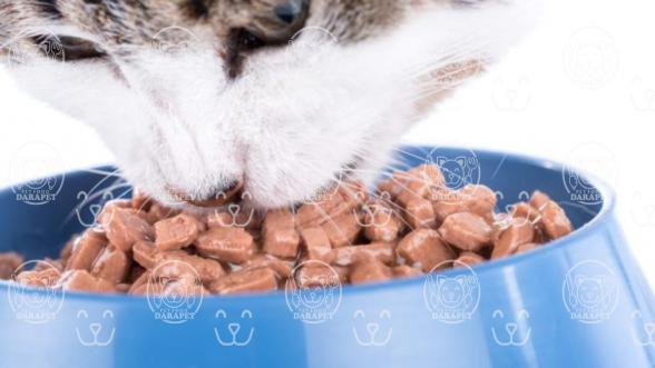 باکیفیت ترین انواع کنسرو گربه طعم دار کدامند؟