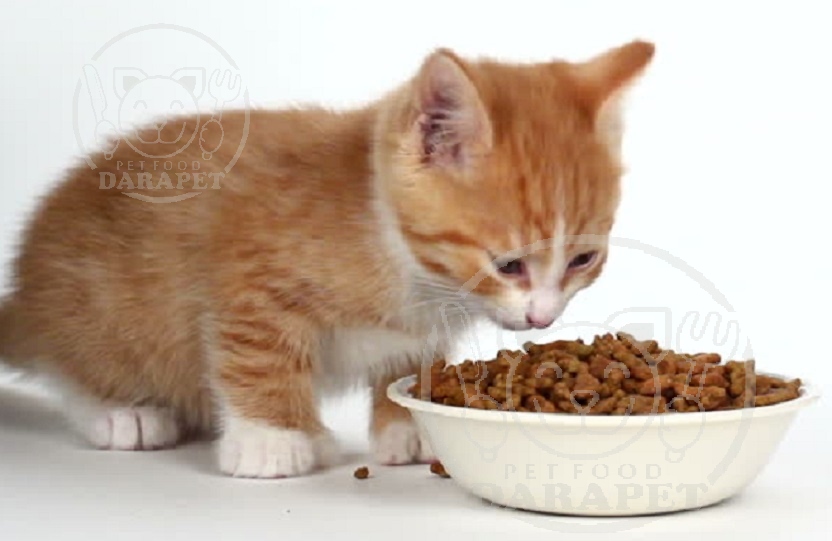 شرکت پخش غذای 2 کیلویی بچه گربه