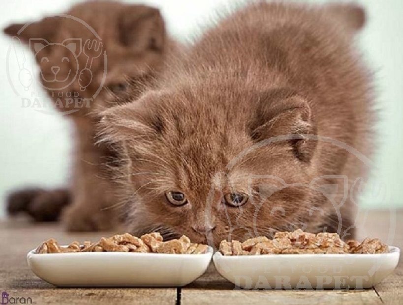 مراکز تولید کنسرو غذا بچه گربه