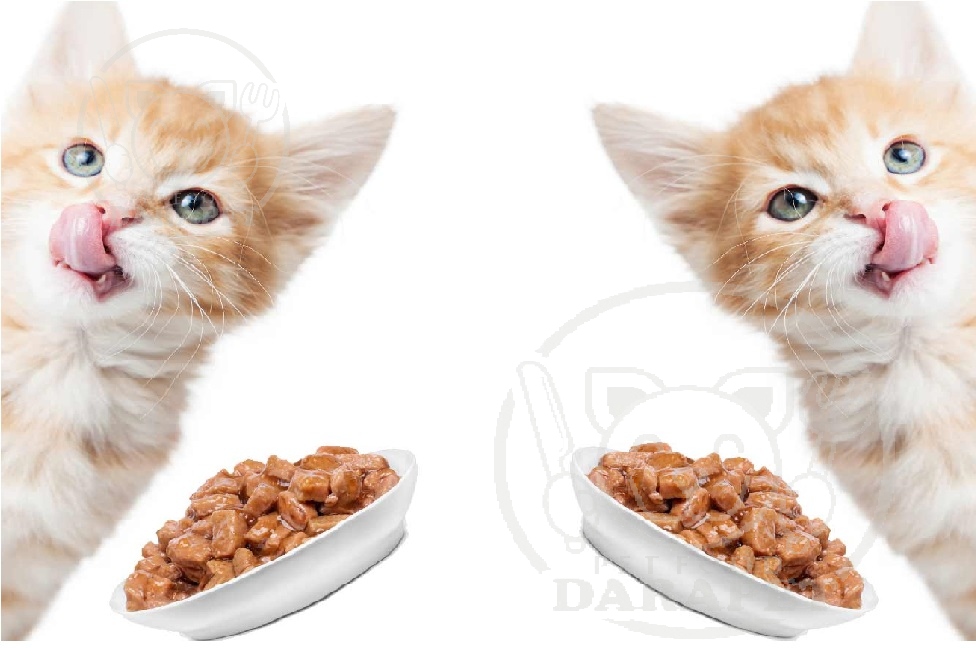 میزان استفاده کنسرو غذا بچه گربه