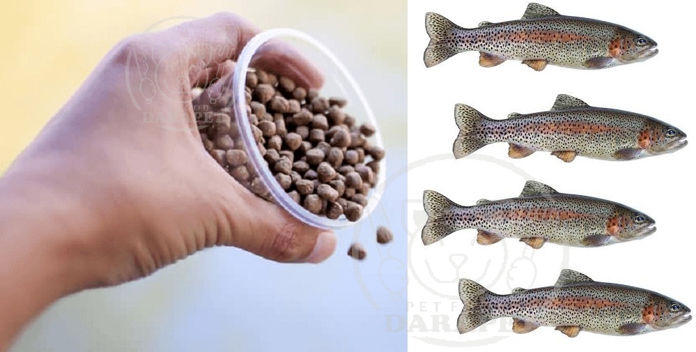 توزیع غذای ماهی قزل آلای پرورشی