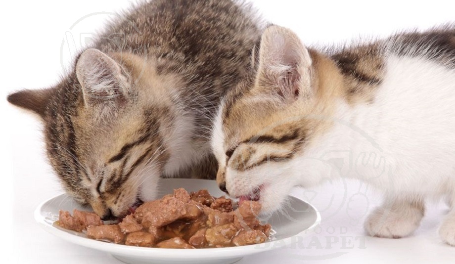 مراکز خرید کنسرو غذای گربه ایرانی