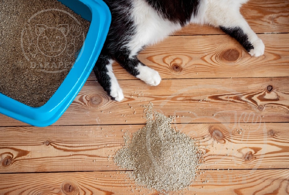 مرجع فروش خاک گربه 10 لیتری