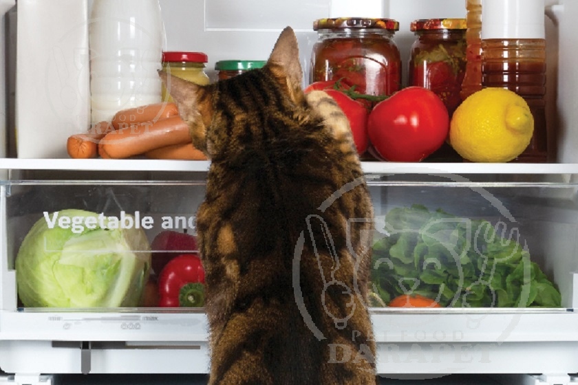 نحوه نگهداری غذای بچه گربه 
