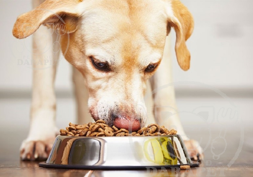 اهمیت استفاده خوراک خشک سگ